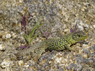 Ocellated Lizard
