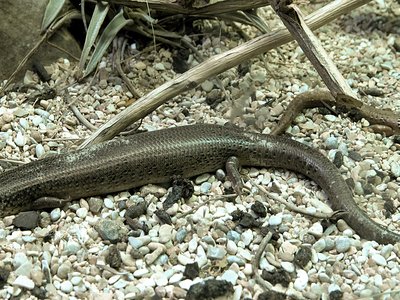 Ocellated Skink