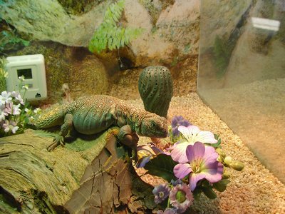 Ocellated Spiny Lizard
