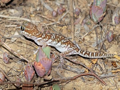 Ocelot Gecko