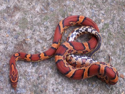 Okeetee Corn Snake