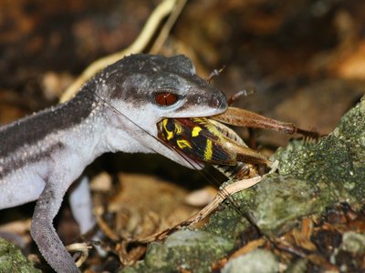 Okinawa Ground Gecko