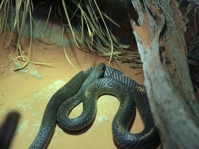 Olive Grass Snake