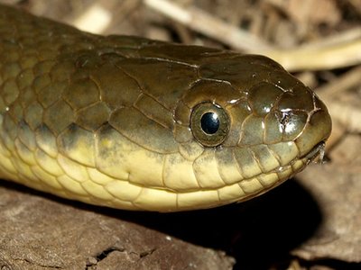 Olive Keelback