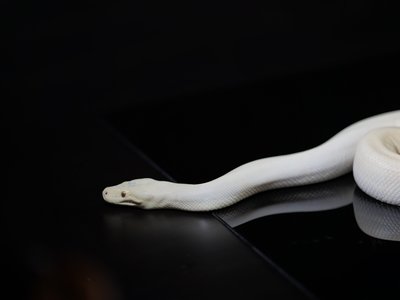 Olive Python