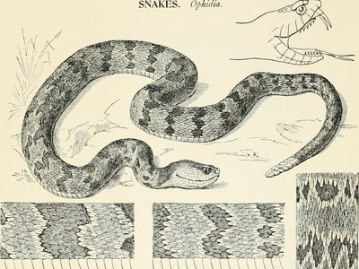 Olive Scale Snake