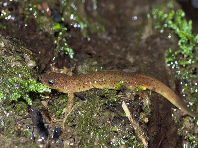 Olympic Torrent Salamander