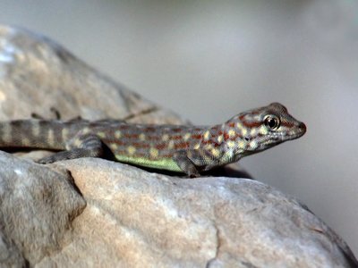Oman Semaphore Gecko