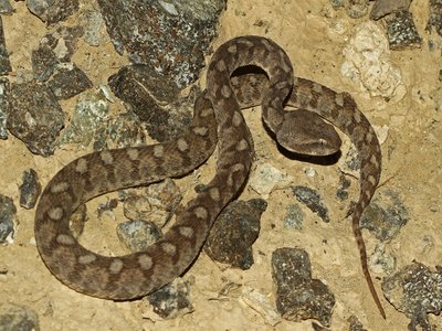 Oman Viper