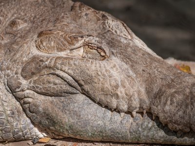 Orinoco Crocodile