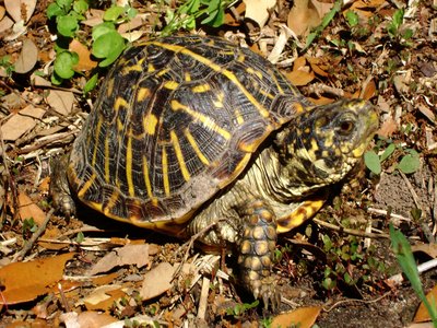 Ornate Box Turtle