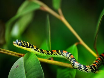 Ornate Flying Snake