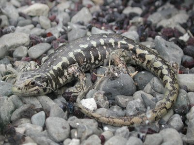 Otago Skink