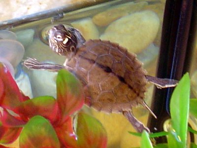 Ouachita Map Turtle