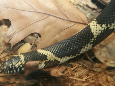 Outer Banks Kingsnake