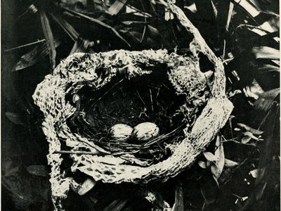 Oval Island Snake