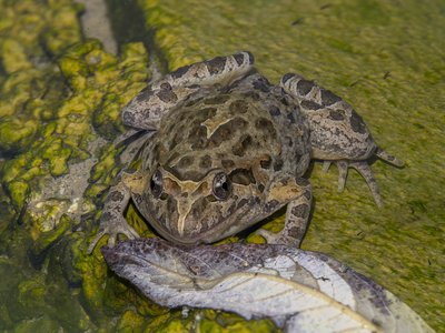 Painted Frog