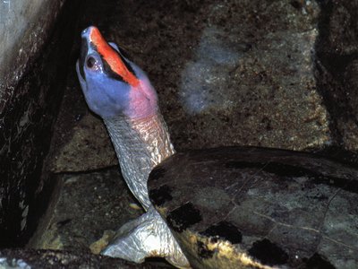 Painted Terrapin