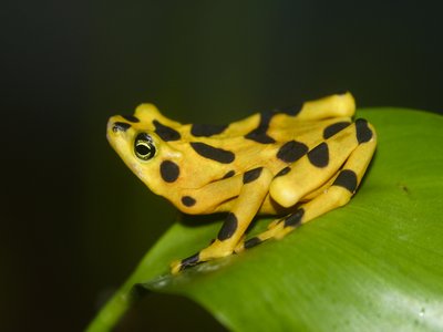 Panamanian Golden Frog