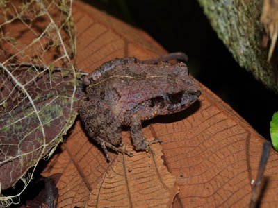 Panamanian Rain Frog