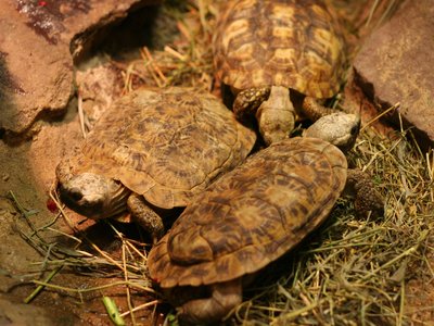 Pancake Tortoise