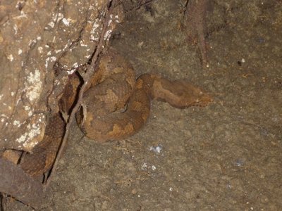 Papua New Guinea Ground Boa