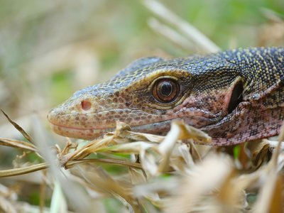 Papuan Monitor