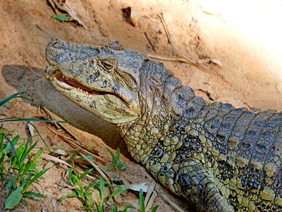 Paraguayan Caiman