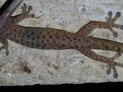 Pardalis Gecko