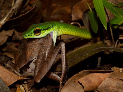 Parrot Snake