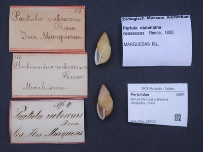 Partula Snail