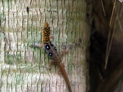Patterned Gecko
