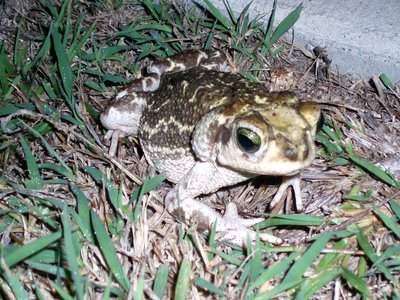 Peltophryne Toad