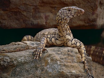 Perentie