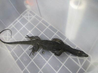 Philippine Monitor Lizard