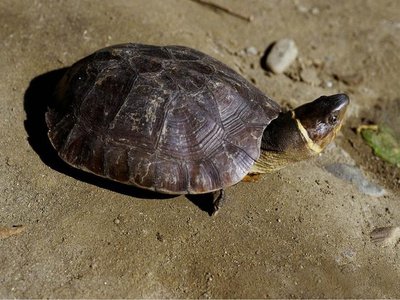 Philippine Pond Turtle