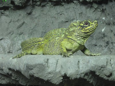Philippine Sailfin Lizard