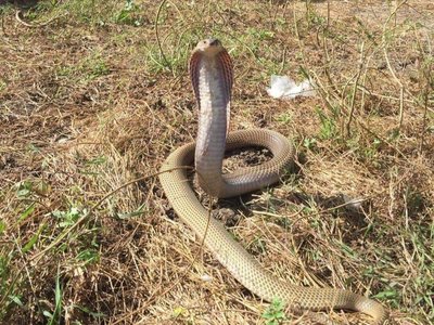 Philippine Spitting Cobra