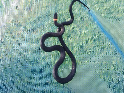 Pigmy Rattlesnake