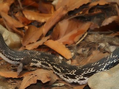 Pinesnake