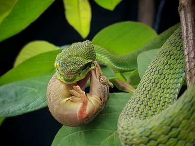 Pitted Gecko