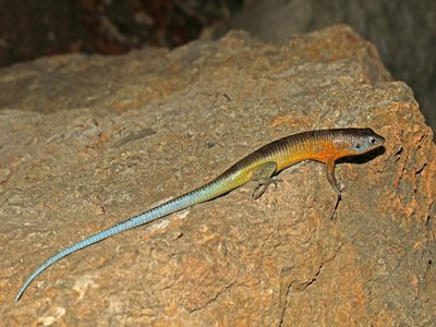 Plated Lizard