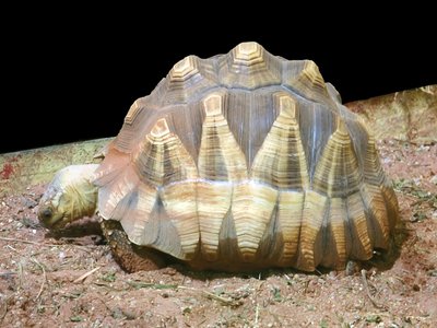 Plowshare Tortoise
