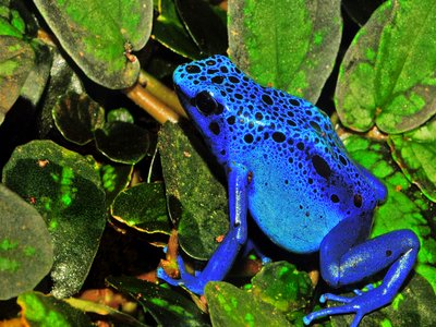 Poison Dart Frog