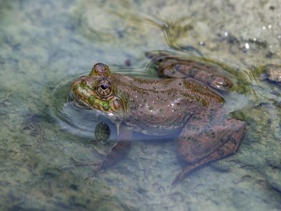 Pond Frog