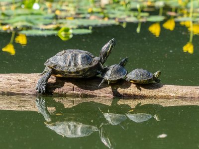 Pond Slider
