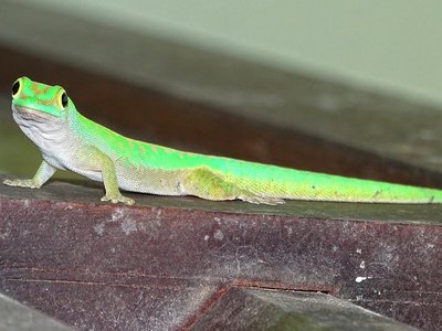 Praslin Day Gecko