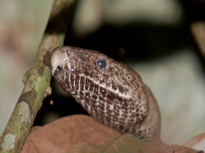Puerto Rican Boa