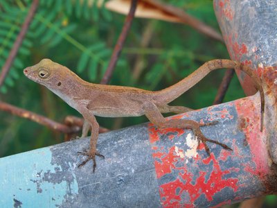 Puerto Rican Crested Anole
