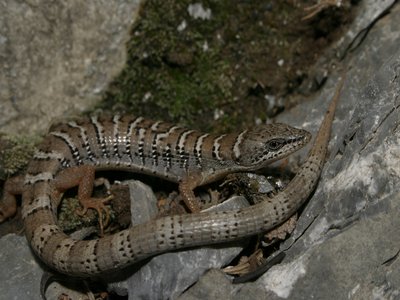 Pygmy Alligator Lizard